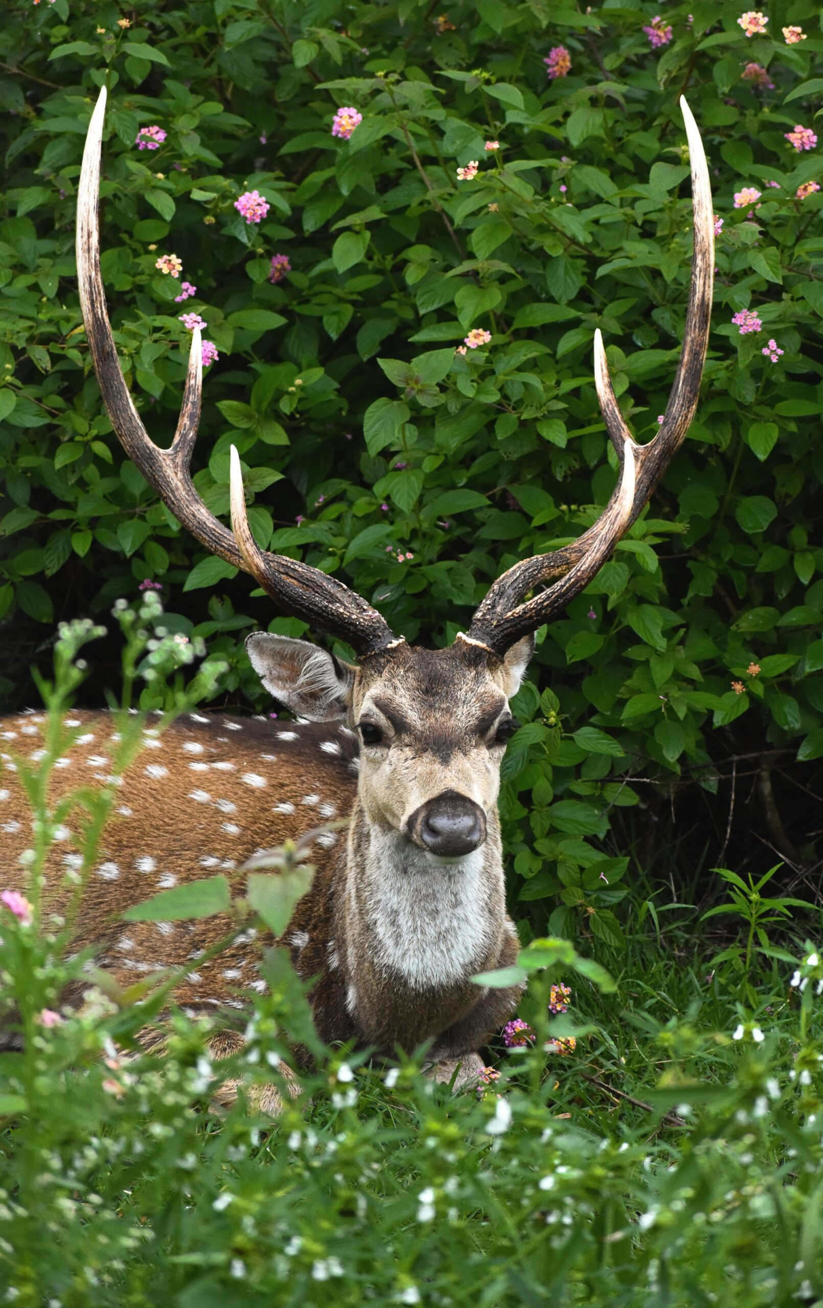 Spotted Deer