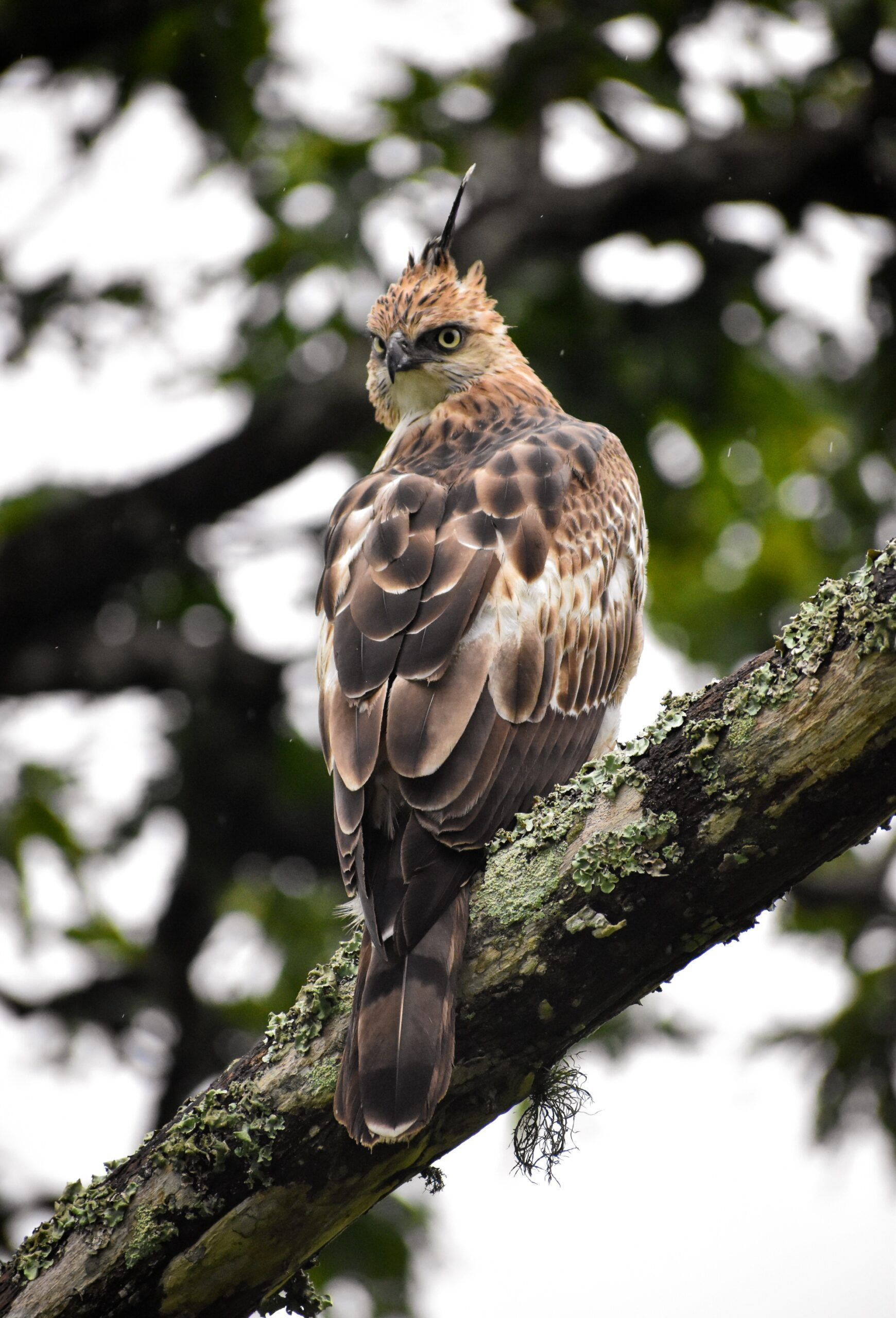 Changeable hawk eagle