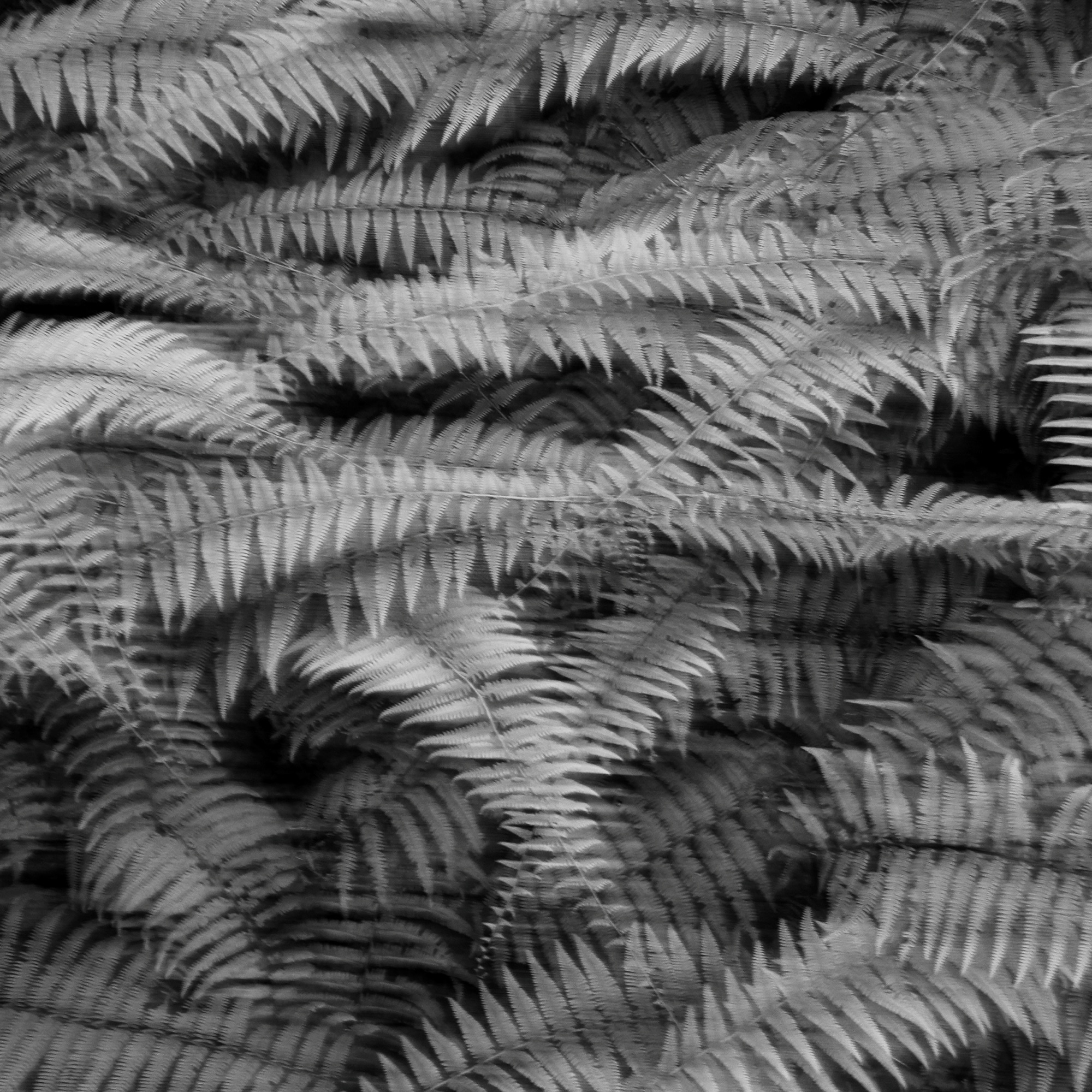 Ferns, in motion