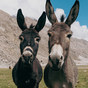Donkey - burdened beast