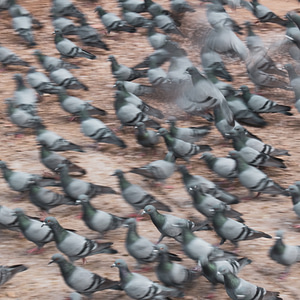 Pigeon army