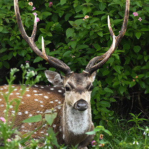 Spotted Deer